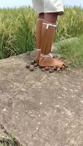 KAOS KAKI KEONG SAWAH PANJANG TEBAL TERBARU