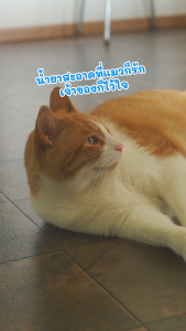 Pettomori น้ำยาถูพื้นสัตว์เลี้ยงดับกลิ่นฉี่แมว และสเปรย์ดับกลิ่นเฉพาะจุด เพ็ตโตะโมริ ใช้ได้ทั้งพื้น กระบะทราย และโซฟา