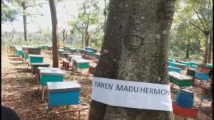 {\n    \"article\": \" Madu Hermon-Madu Randu Raw Murni dan Organik 1000 gr (Sertifikat PIRT)