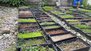 Aquatic Plants Salvinia Floating Plants for Aquarium Plants