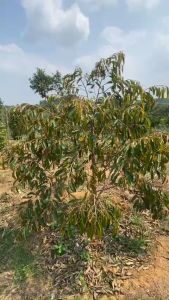 10 Combo đâm chồi mạnh đẻ nhánh phát đọt mạnh xanh lá mướt lá dày lá vọt hoa dưỡng trái lớn nhanh bóng đẹp