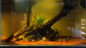 [KAO KUI] 3W LED Aquarium Spotlight with Adjustable Lens and 3 Color Modes (Suitable for Biotope Low Tech Aqua Freshwater Aquarium)