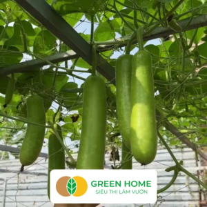 Hạt Giống Bầu Lai Greenhome Gói 10 Hạt Dễ Trồng Quanh Năm Nảy Mầm Cao Thu Hoạch Nhanh Năng Suất Cao T09