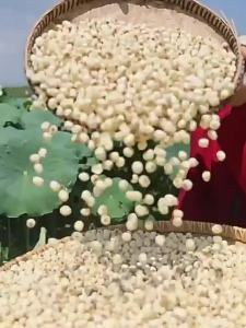 YIFANGYOUTA | Dried Lotus Seeds De-skinned and Core-removed Chinese Medicine Soup Ingredient 500g