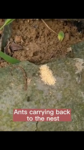 Ant Killer Bait Powder Killer Bait Repeller Killing Trap Pest Control ant killer powder Serial killing of black red and yellow ants kill rate up to 100% Whole litter poisoning Scientific ant trapping formula terro ant killer ant killer solution