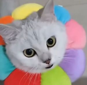 [Ivan Puppy Union] Cat E-Collar Neck Cone Soft Padded Cat Cone Elizabeth Anti-Licking Cotton Collar Sunflower