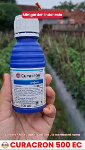 CURACRON 100 ML INSEKTISIDA CURACRON 500 EC obat pengendali ulat grayak hama thrips pembasmi kutu serangga