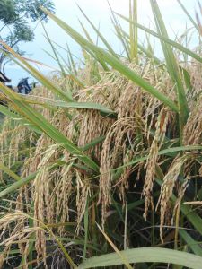 benih padi Bibit Unggul kemasan 5kg padi istimewa kualitas tinggi dan tahan terhadap hama