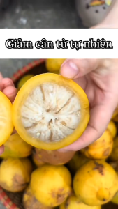 Quả bứa khô (TẶNG KÈM CỎ NGỌT) hỗ trợ giảm cân gia vị tạo chua tự nhiên