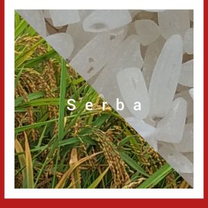 jual benih padi beras walen putih super unggul 1kg