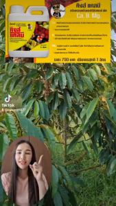 แคลเซยม โบรอน แมกนีเซยม (คิงส์แคล บี) ธาตุอาหารรองหรืออาหารเสริม - แคลเซยม บี รองรับประจำได้ที่ 30 วัน