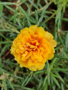 กิ่งพันธ์ คุณนายตื่นสาย แพรเซี่ยงไฮ้ แพรคาเนชั่น แพรจั๊มโบ๊ สีละ 10 กิ่ง/ 30 บาท มีให้เลือกซื้อมากกว่า 30 สี