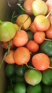 ซื้อ 5 ฟรี 1 เมล็ดผักสาบ 15 เมล็ด เมล็ดผักอีนูน ผักสาบ ผักอีนูน