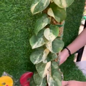 Double Sided Reusable Velcro-Nylon (Great Strength and Low maintenance For your plant