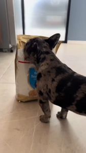3kg Royal Canin Dry Dog Food Bulldog Breed Healthy Nutrition All Stages Adult Puppy Pet Essentials