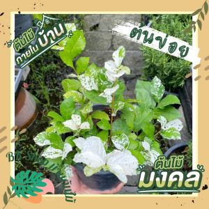 ข่อยไทยใบด่างพันธุ์ใหม่ กระถาง8นิ้ว ต้นไม้มงคล ต้นไม้ฟอกอากาศ ต้นไม้ปลูกในบ้าน ต้นไม้มงคลปลูกในบ้าน ต้นไม้ปลูกหน้าบ้าน ต้นไม้ด่าง