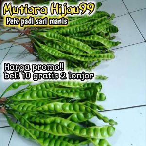 PETE PADI SEGAR ISI 10 LONJOR FREE BONUS 2 LONJOR/PETE TUA SUPER/PETE SEGAR BERKUALITAS/PETAI SEGAR PILIHAN/PROMO PETE MURAH/PETE PADI SARI MANIS FULL TUA/PETAI TUA SUPER/PETAI TUA MURAH/MUTIARA HIJAU99/PETE/PETAI/PETE DAERAH JAWA BARAT/PETE JAWA