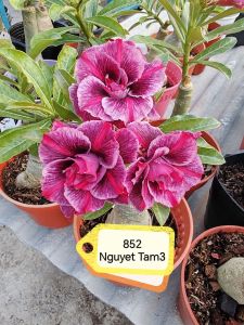 Adenium Obesum Bonsai ID 852 Nguyet Tam3 富贵花