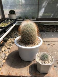 แคคตัสแมมมิลลาเรียลูกแมว หนามเหลืองทอง (Mammillaria Guelzowiana) แคคตัสคุณภาพพรีเมี่ยม ไซส์แม่พันธุ์ ลูกดกตลอดปี อายุ 1-3 ปีขนาด 4-12 cm กระถาง 3-5"