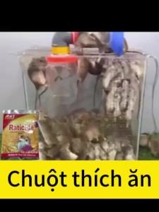 🔥10 năm không chuột🐀DM thuốc diệt chuột sinh học thuốc diệt chuột mạnh 6 gói Hiệu quả100% diệt chuột trong nhà đuổi chuột thuốc chuột ống trung quốc thuốc diệt chuột siêu mạnh bả chuột cực mạnh