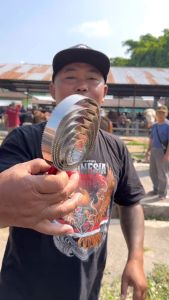 Sisir Pembersih Bulu Sapi Kerbau Kuda dan Kambing