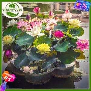 Lotus Water Lily Seeds for Planting: A Comprehensive Guide