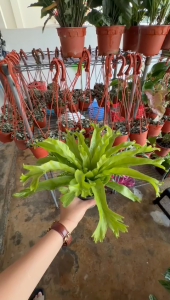 Asplenium Crissie Amy Birds Nest Fern Indoor Fern Plant with Pot