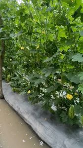 Hạt giống khổ qua trái ngắn TAKAKU 100hat