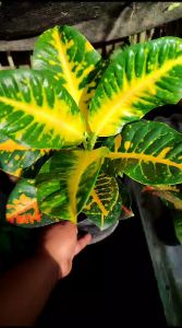 Puring Orange