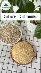 Hạt ý dĩ nếp 100g hạt bobo y dĩ nấu sữa hạt thơm bở bùi nấu chè cháo hầm gà - Chợ Thảo Dược Việt