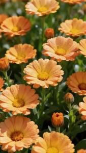 Air Essence containing calendula ingredients can control oil shrink pores and soothe redness and sensitive skin Air Essence is used for wet compresses and Air Toner has moisturizing and hydrating effects.