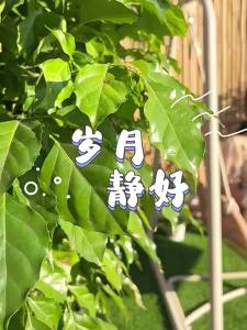 MEIDIHUAFU | Outdoor Swing Chair for Garden