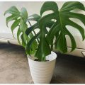 Tanaman hias monstera Deliciosa dewasa / Tanaman Monstera deliciosa. 