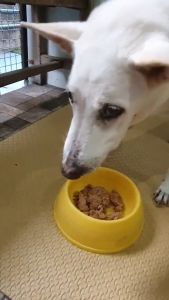 MAXIMA DOG LAMB & RICE - (SMALL BREED) - 2KG - อาหารสุนัข 2 กก. - ซื้อ1ถุงแถม1 กป - MAXIMA Urinary Kidney Care 380g