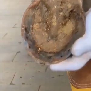 Pisau Potong Kuku Domba Sapi Kuda / Pisau Potong Kuku Hewan