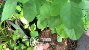 Tanaman Herbal Bunga Telang Butterfly Untuk Minuman Herbal Teh Telang