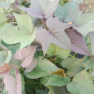 daun umbi jalar umbi jalar ungu 500g