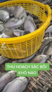 1 KG KHÔ CÁ SẠC KHÔNG ĐẦU LOẠI ĐẶC SẢN CÀ MAU- Vựa Khô Minh Triết
