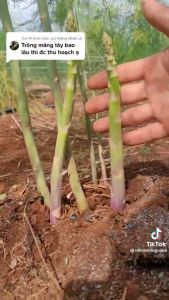 Hạt Giống Măng Tây Xanh măng tây tím Dễ Trồng - h2t farm