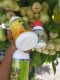 SAHABAT_AGRO 99