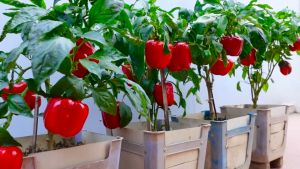 BONSAI BELL PEPPER SEEDS (70pcs seeds) High Yield/For Container & Pot Gardening