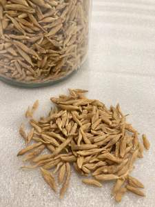 [SG] 浙麦冬 麦冬天花板 慈溪产 — 3年生 / 2025年 Mai Dong - Ophiopogon Japonicus