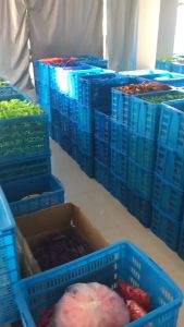 Kalung Kucing Anjing Murah: Aksesoris Hewan Peliharaan yang Stylish