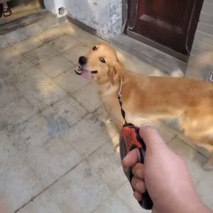 สายจูงสุนัข หมา แบบยืดหดได้ สายจูงแมว เชือกจูงสัตว์เลี้ยง ระบบเบรคอัตโนมัติ