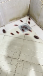 Pembasmi Kecoa - Gel Pembasmi Kecoa Ampuh FA