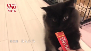 CIAO Cat Snacks 14g*4pcs Tersedia 8 rasa Cemilan kucing bergizi untuk anak kucing Tuna Salmon Kerang Dada ayam Ayam