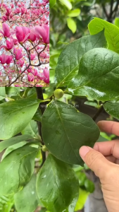 Túi 5 Hạt Giống Hoa mộc lan mix . Hạt Giống Chất Lượng Cao - VTNT1