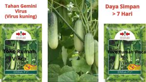 Benih Bibit Timun Lalap Baby ERINA F1 175 butir CAP PANAH MERAH