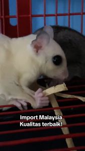 Fish Snack Cemilan Snack Favorit Sugar Glider Hamster Tupai Makanan PALING MURAH