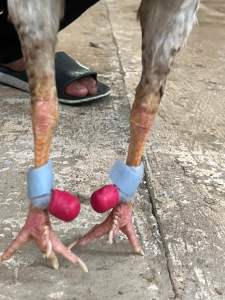 Bịt chốt cựa gà Tre/Nòi 1 bộ dùng 2 con êm chân tiện lợi Nam Nguyễn